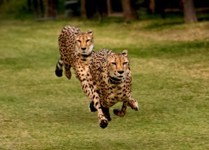 The Cheetah Brothers
